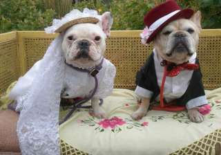 Dog marriage - India TV Dog marriage - India TV