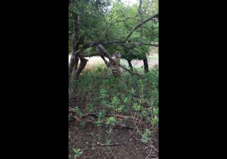 Monkey and the tigress playing - India TV Monkey and the tigress playing - India TV