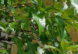 Spotting a frog ‘camouflaged’ in green leaves... Spotting a frog ‘camouflaged’ in green leaves...