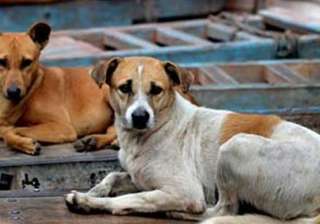 Delhi Police, Murder Mystery, Street Dog - India TV Delhi Police, Murder Mystery, Street Dog - India TV