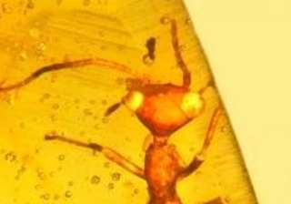 Scientists, Insects, Alien, US Scientists, Insects, Alien, US