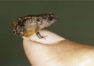 Meet the Miniature Frog that can fit on your Thumb Meet the Miniature Frog that can fit on your Thumb