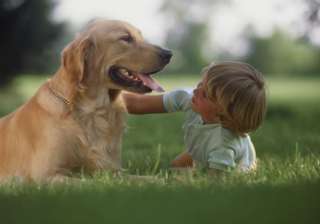 Dogs possess social skills similar to toddlers - India TV Dogs possess social skills similar to toddlers - India TV