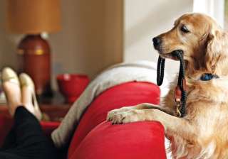 Dogs, Mumbai, Assets - India TV Dogs, Mumbai, Assets - India TV