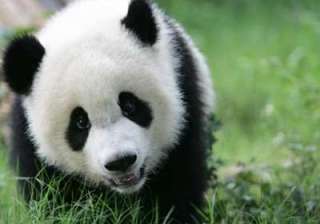 Do you know why Pandas are black and white -... Do you know why Pandas are black and white -...