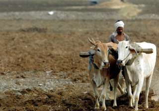 389 farmers committed suicide in Maharashtra this... 389 farmers committed suicide in Maharashtra this...