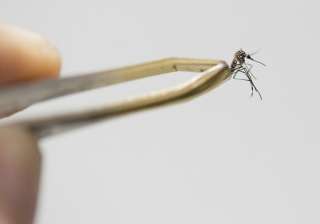 Smartphone app to detect Zika, dengue in 30 minute - India TV Smartphone app to detect Zika, dengue in 30 minute - India TV