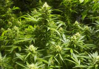 Marijuana plants - India TV Marijuana plants - India TV
