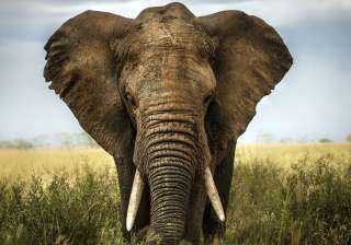 African elephants sleep the least of all animals - India TV African elephants sleep the least of all animals - India TV