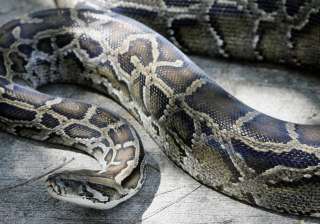 Indonesia, Python, Snake Indonesia, Python, Snake