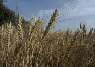 Negligible pre-monsoon rain to boost Rabi crop... Negligible pre-monsoon rain to boost Rabi crop...