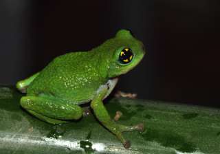 An Indian frog to help fight flu? - India TV An Indian frog to help fight flu? - India TV