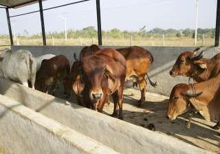 Rajasthan imposes 10 pc cow cess on stamp duty... Rajasthan imposes 10 pc cow cess on stamp duty...