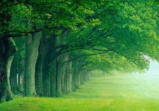 Green spaces, woods good for elderly: Study Green spaces, woods good for elderly: Study
