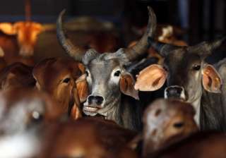 aadhar card for cows aadhar card for cows