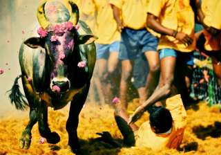 File pic - Two dead, 80 injured in Jallikattu... File pic - Two dead, 80 injured in Jallikattu...