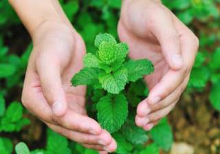 Pudina is a wonder herb for summers - India TV Pudina is a wonder herb for summers - India TV