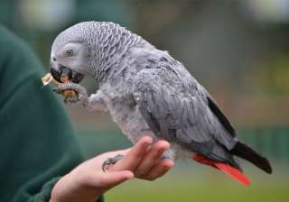 WATCH Einstein, the parrot can imitate the sounds - India TV WATCH Einstein, the parrot can imitate the sounds - India TV