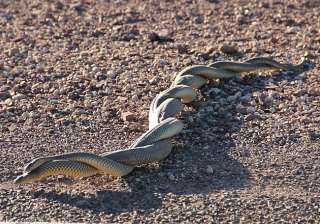 Sex obsession is killing male snakes, study... Sex obsession is killing male snakes, study...