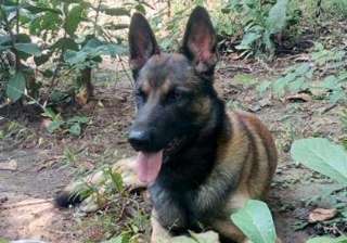 CRPF sniffer dog ‘Cracker’ dies in Maoist... CRPF sniffer dog ‘Cracker’ dies in Maoist...