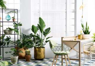 These 6 plants will keep your home cool this... These 6 plants will keep your home cool this...