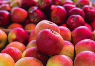 Washington, Apple, India, Exports - India TV Washington, Apple, India, Exports - India TV