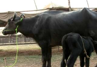 Buffaloes likely to be removed from 'no... Buffaloes likely to be removed from 'no...
