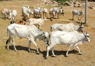 Representational pic - TMC slams Centre for... Representational pic - TMC slams Centre for...