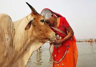 Rajasthan HC has asked the Centre to declare cow... Rajasthan HC has asked the Centre to declare cow...