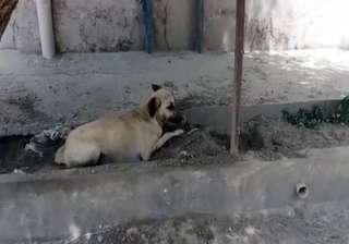 Dog sentenced to death in Pakistan for biting... Dog sentenced to death in Pakistan for biting...