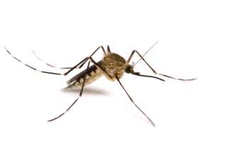 moquito spreads disease - India TV moquito spreads disease - India TV
