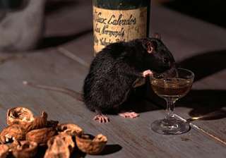 Rats drank Alcohol, insists Bihar Police - India... Rats drank Alcohol, insists Bihar Police - India...