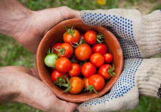 tomato stomach cancer - India TV tomato stomach cancer - India TV