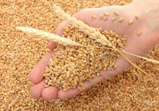 Govt agencies may miss this year’s 33 MT wheat... Govt agencies may miss this year’s 33 MT wheat...