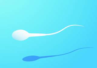 Why a sperm has bendy tail? Why a sperm has bendy tail?