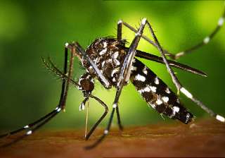 Zika Virus Zika Virus