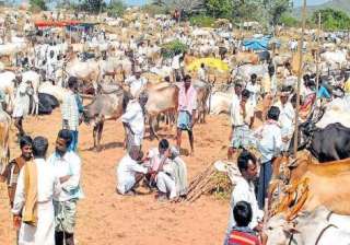 Cattle trade at animal markets - India TV Cattle trade at animal markets - India TV