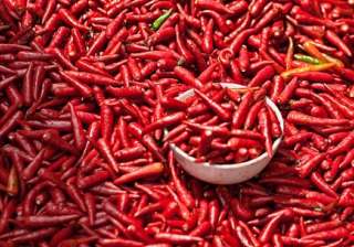 chilli extract painkiller knee pain - India TV chilli extract painkiller knee pain - India TV