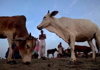 Declare cow as national animal: Gujarat Youth... Declare cow as national animal: Gujarat Youth...