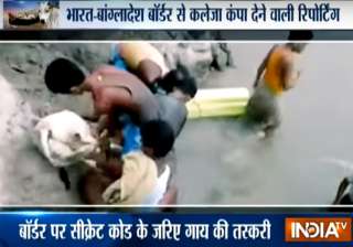 Cow smuggling on India-Bangladesh riverine border... Cow smuggling on India-Bangladesh riverine border...