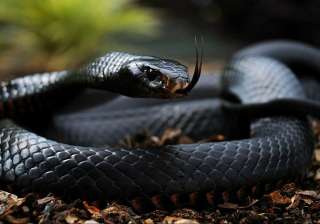 black mamba video - India TV black mamba video - India TV