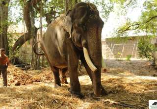 gajraj elephant wildlife sos rescue - India TV gajraj elephant wildlife sos rescue - India TV