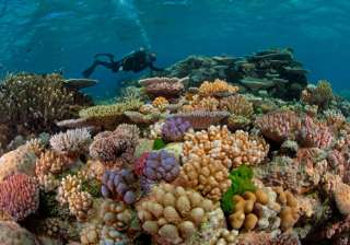 The Great Barrier Reef, coral reef, lifestyle - India TV The Great Barrier Reef, coral reef, lifestyle - India TV
