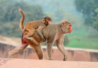 monkey HIV vaccine monkey HIV vaccine