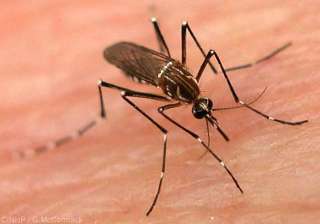 dengue vector borne disease bangalore rains dengue vector borne disease bangalore rains