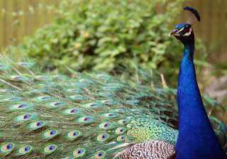 mahesh sharma peacock remark mahesh sharma peacock remark