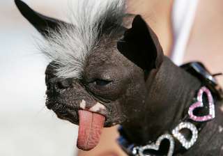 world's ugliest dog competition held in... world's ugliest dog competition held in...