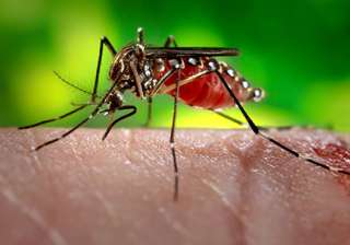 zika - India TV zika - India TV