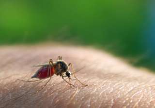 gardening to prevent malaria - India TV gardening to prevent malaria - India TV
