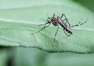 mosquitoes role in ecosystem - India TV mosquitoes role in ecosystem - India TV
